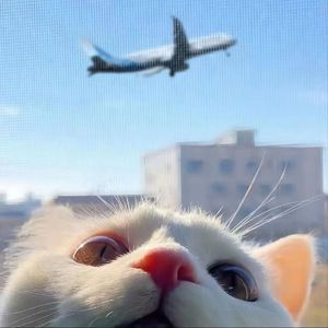 欧美人妻双飞一区二区视频
